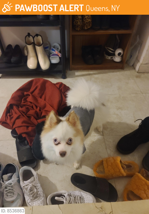 Found/Stray Male Dog last seen Near street roosevelt ave, Queens, NY 11354
