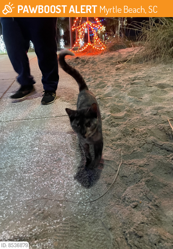Found/Stray Female Cat last seen Holiday Sands North, Myrtle Beach, SC 29577