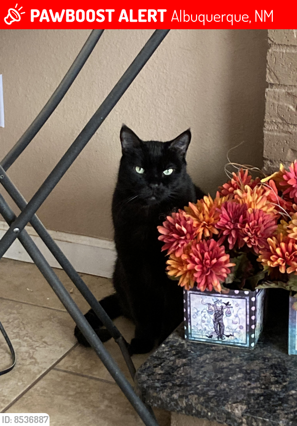 Lost Male Cat last seen Coors and Unser, Albuquerque, NM 87120