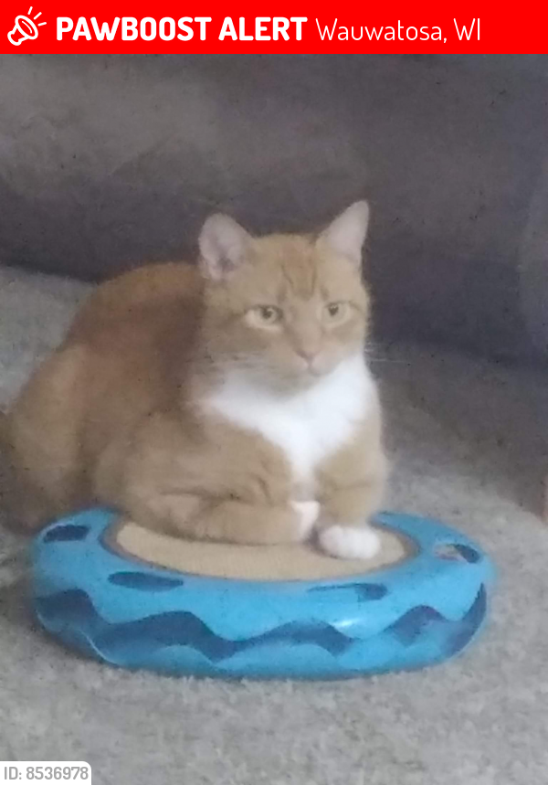Lost Male Cat last seen Around 97th & Capitol in Wauwatosa , Wauwatosa, WI 53222