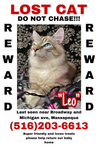 Lost Male Cat last seen Michigan ave and Broadway Massapequa, Massapequa, NY 11758