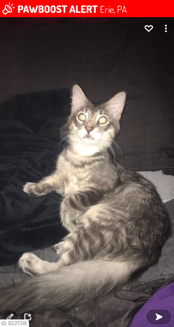 Lost Male Cat in Erie, PA 16506 Named Louie (ID 8537318) PawBoost
