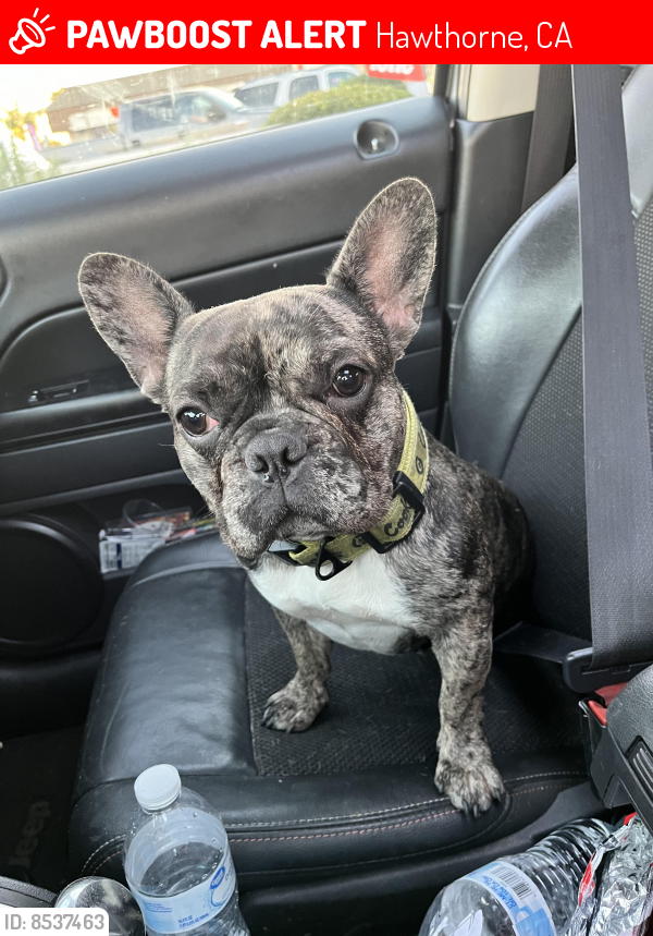 Hawthorne, CA Lost Female Dog, Fendi Is Missing | PawBoost