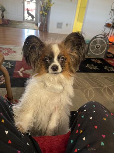 Lost Male Dog last seen Power and Southern, Mesa, AZ 85206