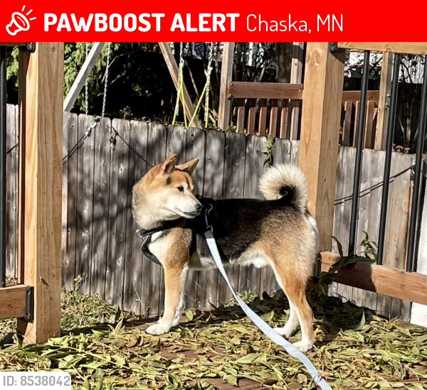 Lost Male Dog last seen He ran across the Highway 41 bridge towards 169, and veered off into the woods on the south side of 41., Chaska, MN 55318