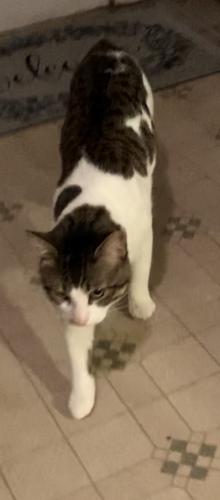 Lost Male Cat last seen Citco gas station , Derby, CT 06418