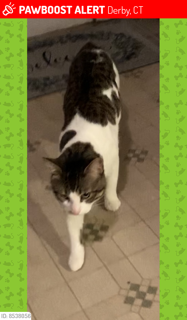 Lost Male Cat last seen Citco gas station , Derby, CT 06418