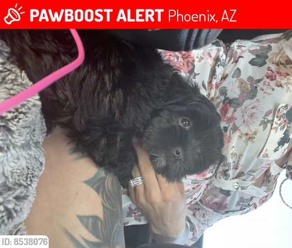 Lost Female Dog last seen 23rd ave Altavista, Phoenix, AZ 85041