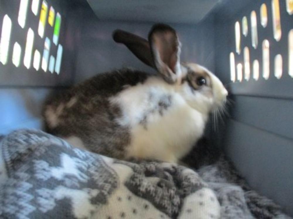 Shelter Stray Unknown Rabbit last seen Oakland, CA 94602, Oakland, CA 94601