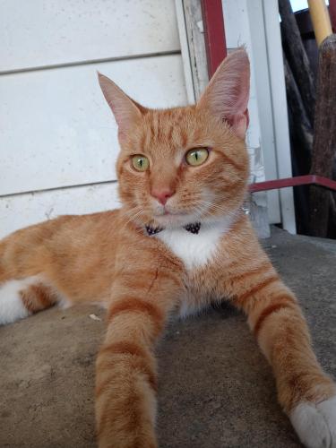 Lost Male Cat last seen Walmart in chamerburg Pennsylvania, Chambersburg, PA 17202