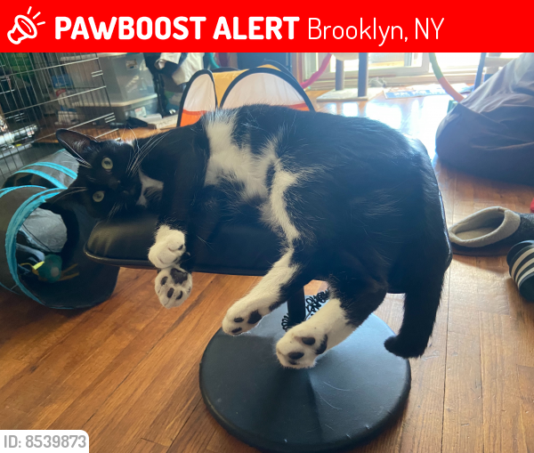 Lost Female Cat last seen 80th Street and 18th avenue, Brooklyn, NY 11214