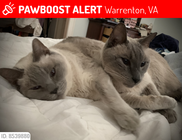 Lost Female Cat last seen Leeton Dr., Warrenton, VA 20186