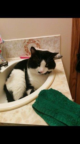 Lost Male Cat last seen Near Edmonton Trail SE, Airdrie, AB T4B 1S2, Airdrie, AB T4B 1S2