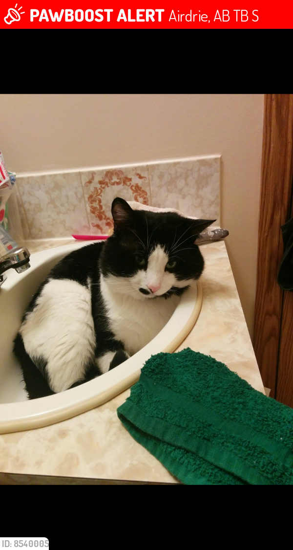 Lost Male Cat last seen Near Edmonton Trail SE, Airdrie, AB T4B 1S2, Airdrie, AB T4B 1S2