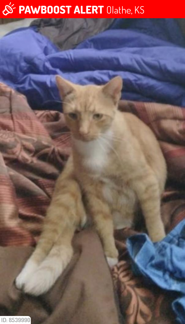 Lost Male Cat last seen Olathe Kansas , Olathe, KS 66061