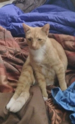 Lost Male Cat last seen Olathe Kansas , Olathe, KS 66061