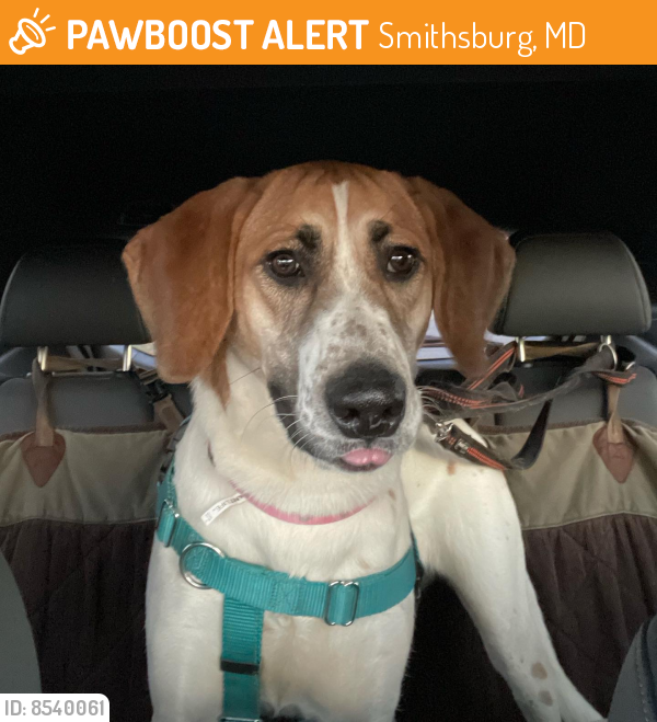 Surrendered Female Dog last seen Greensburg Rd Smithsburg, MD , Smithsburg, MD 21783