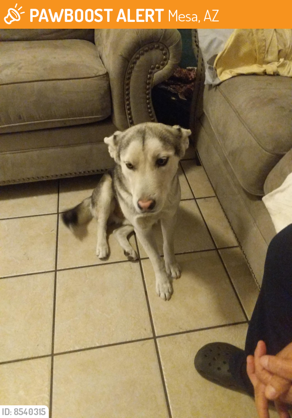 Found/Stray Male Dog in Mesa, AZ 85210 (ID 8540315) PawBoost