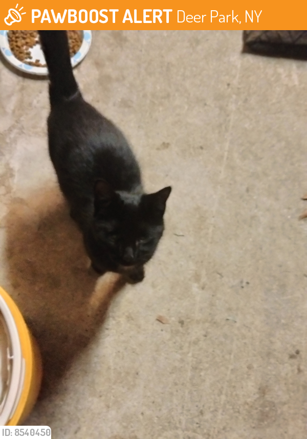 Found/Stray Unknown Cat last seen Half Hollow road , Deer Park, NY 11729