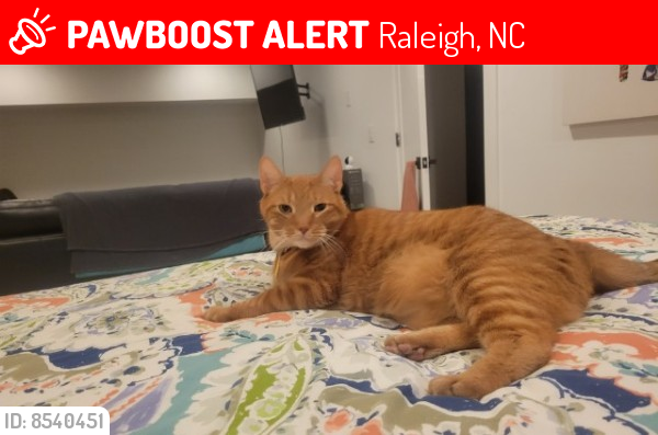 Lost Male Cat last seen Near Lake Boone Trail, Raleigh, NC 27607