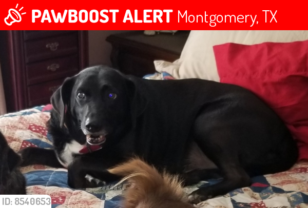 Lost Male Dog last seen End of Sharp Road, Montgomery, TX 77356