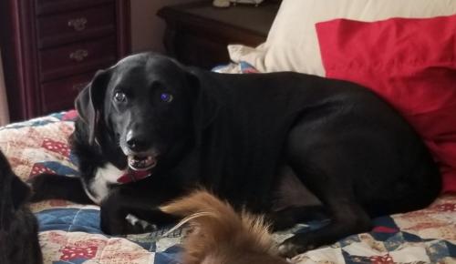 Lost Male Dog last seen End of Sharp Road, Montgomery, TX 77356