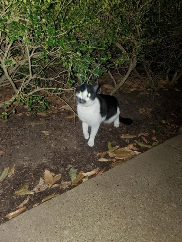 Shelter Stray Unknown Cat last seen Tysons, VA 22182, Fairfax, VA 22032