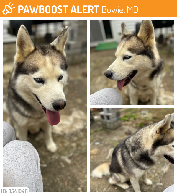 Found/Stray Male Dog last seen T Section in Bowie, MD, Bowie, MD 20715