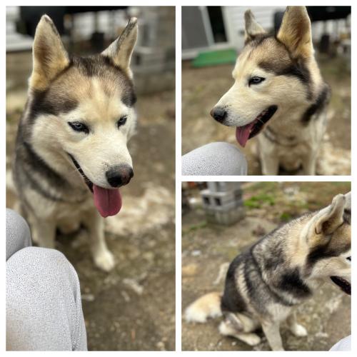 Found/Stray Male Dog last seen T Section in Bowie, MD, Bowie, MD 20715