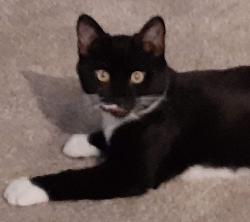 Lost Male Cat last seen Palm and Charleston, Las Vegas, NV 89104