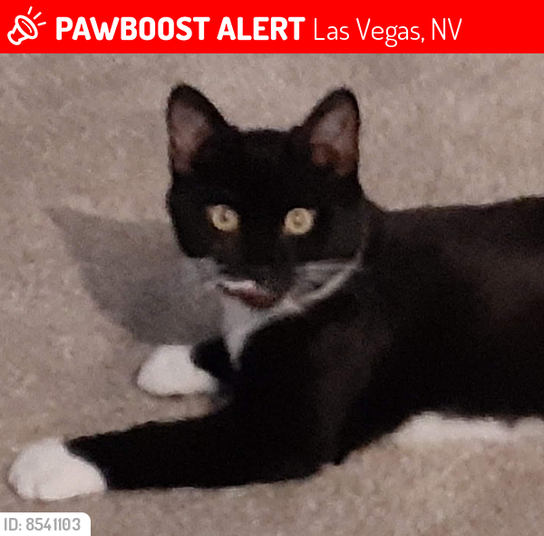 Lost Male Cat last seen Palm and Charleston, Las Vegas, NV 89104