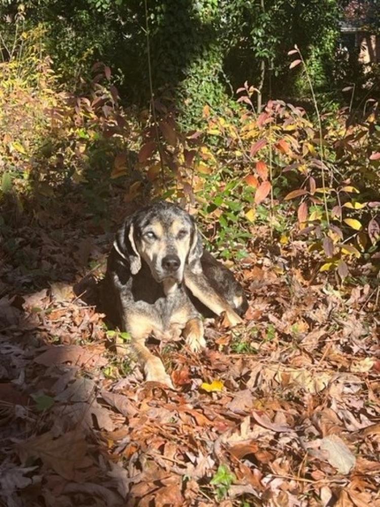 Shelter Stray Unknown Dog last seen Near Columbia Ct, 30032, GA, Chamblee, GA 30341