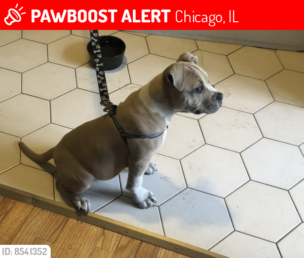 Lost Male Dog last seen 81st Maplewood, Chicago, IL 60652