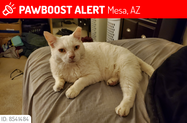 Lost Male Cat last seen Southern Ave & Leisure World Blvd near Walmart, Mesa, AZ 85206