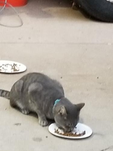 Found/Stray Male Cat last seen 16th st. And osborn phx, Phoenix, AZ 85014