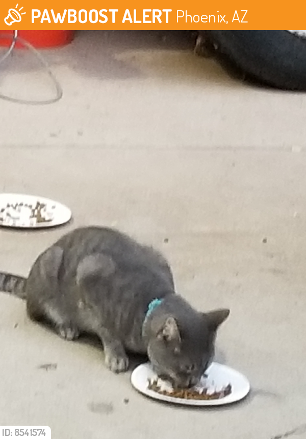 Rehomed Male Cat last seen 16th st. And osborn phx, Phoenix, AZ 85014