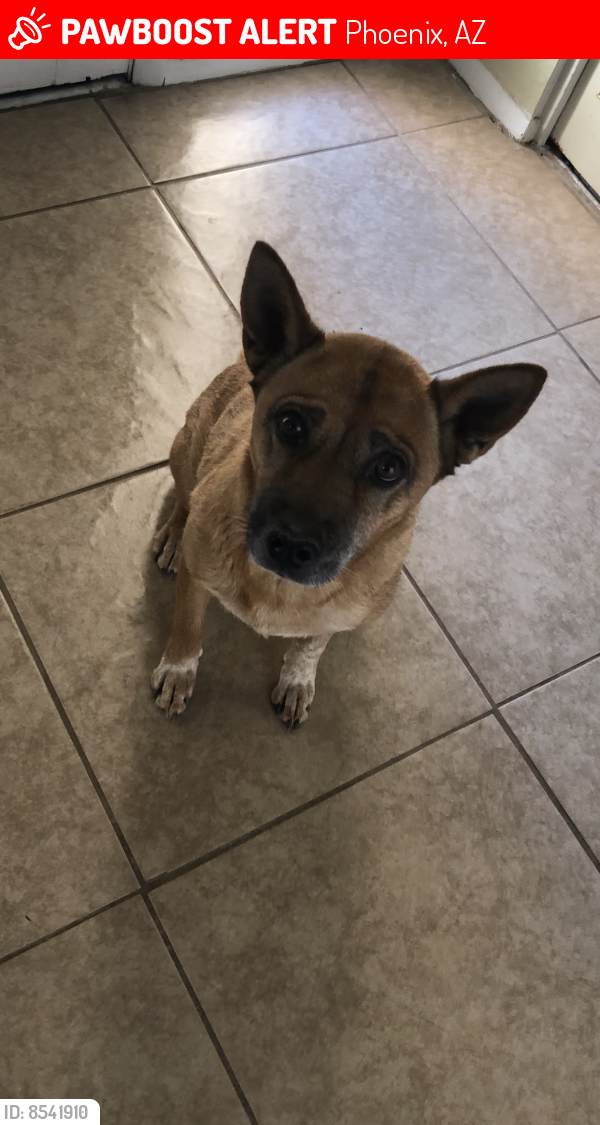 Lost Female Dog last seen Southern and 23rd Ave , Phoenix, AZ 85041
