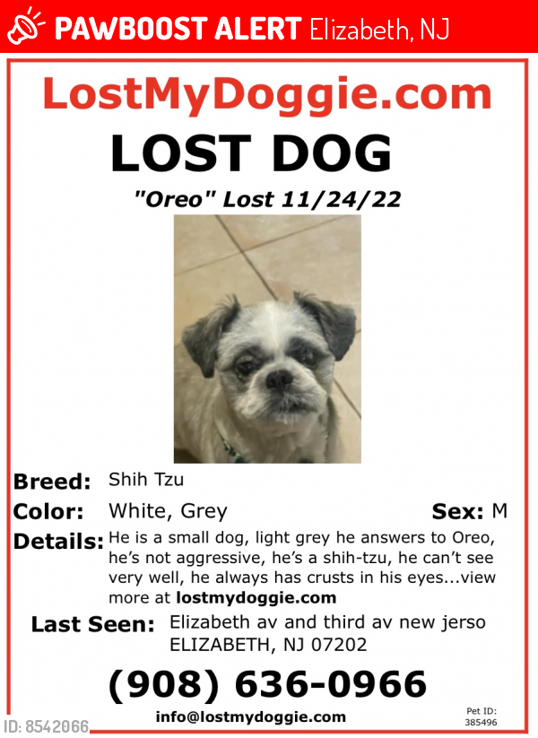 Lost Male Dog last seen Elizabeth avenue, south street , Elizabeth, NJ 07207