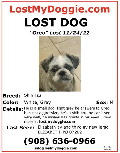 Lost Male Dog last seen Elizabeth avenue, south street , Elizabeth, NJ 07207