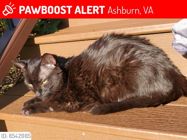 Lost Male Cat last seen Sports pavilion , Ashburn, VA 20147