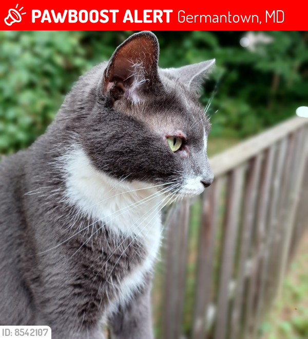 Deceased Male Cat last seen Near Cherry Bend Drive Germantown MD 20874, Germantown, MD 20874