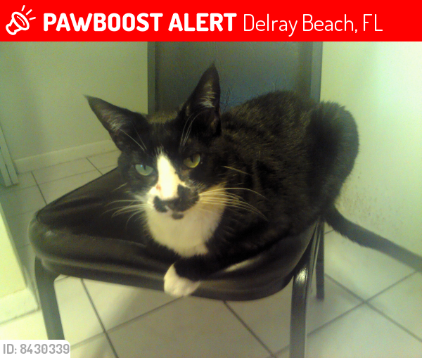 Lost Male Cat last seen C View Drive, HighPoint II, Delray Beach, FL, Delray Beach, FL 33484
