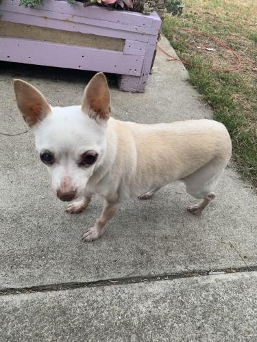 Found/Stray Male Dog last seen Bowlero (Oakridge mall) San Jose, San Jose, CA 95123
