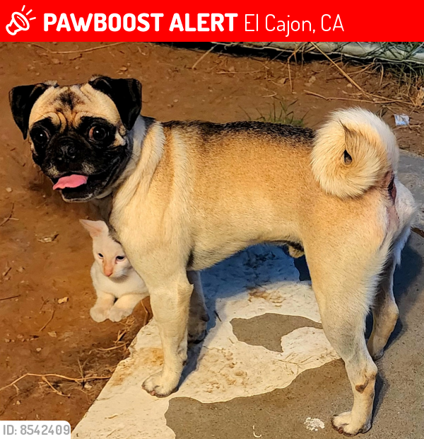 Lost Male Dog last seen Petree and hillsview, El Cajon, CA 92020