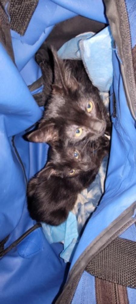 Shelter Stray Female Cat last seen Oakland, CA 94606, Oakland, CA 94601