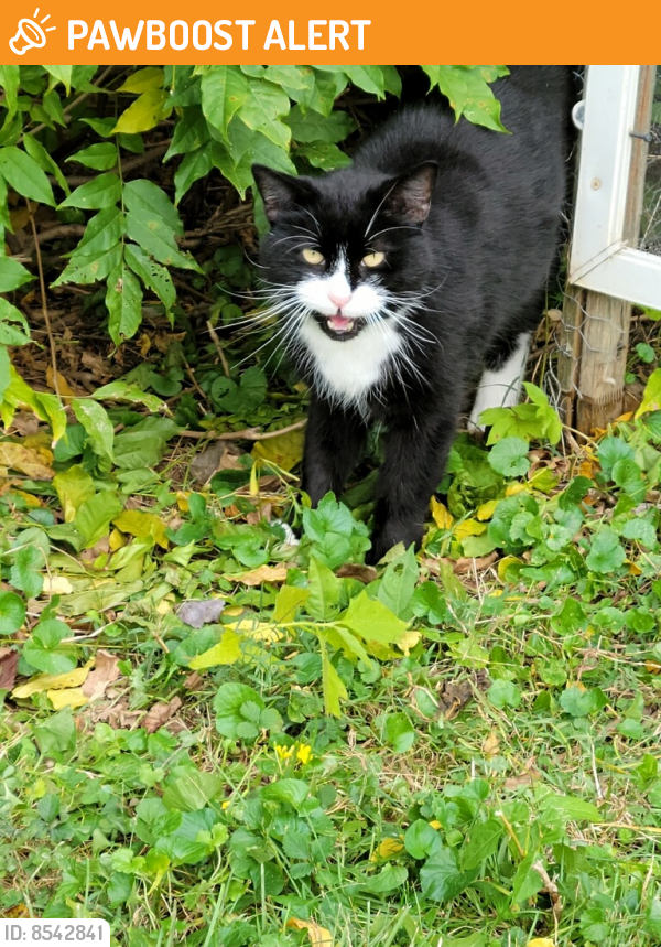 Found/Stray Unknown Cat last seen Church, Montgomery County, MD 20904