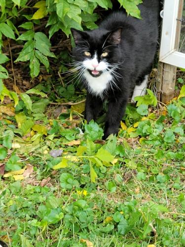 Found/Stray Unknown Cat last seen Church, Montgomery County, MD 20904