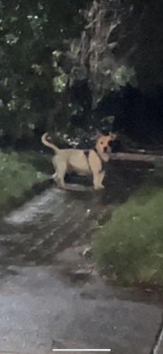 Found/Stray Unknown Dog last seen Crossing the street, went into the back of a hse , Norristown, PA 19401
