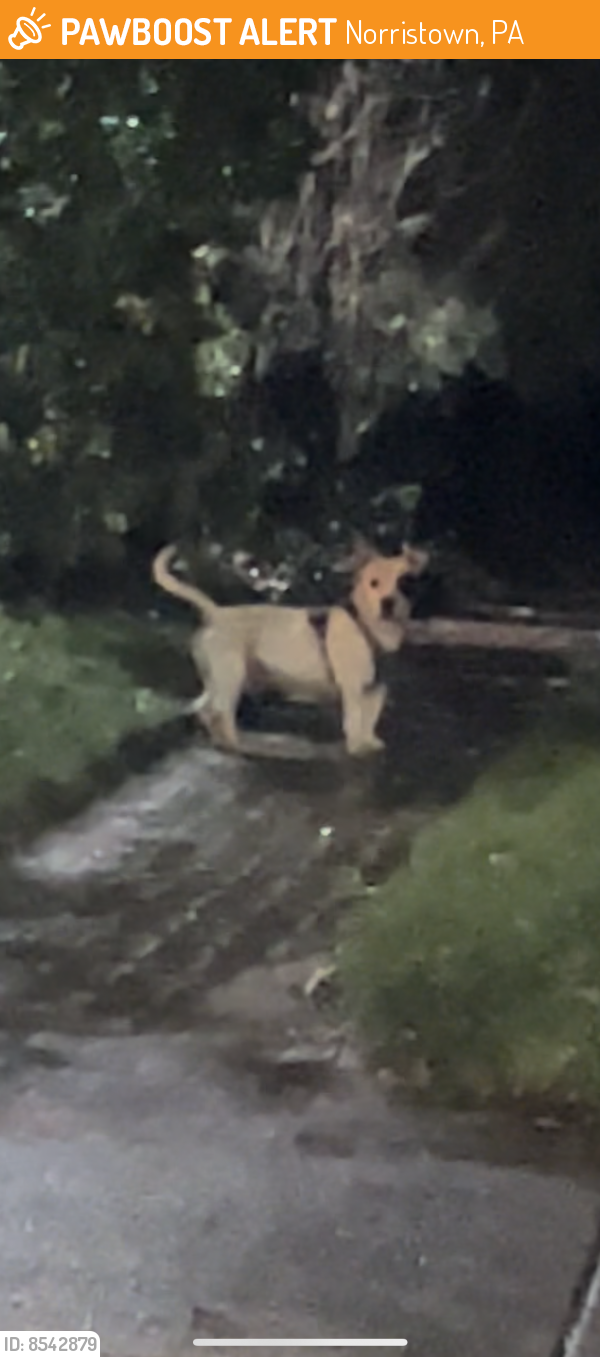 Found/Stray Unknown Dog last seen Crossing the street, went into the back of a hse , Norristown, PA 19401