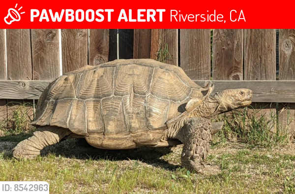Found/Stray Male Reptile last seen Crest Ave and Chula Vista Way, Riverside, CA 92503